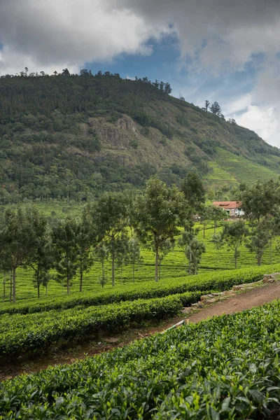 Portrait of tea plantation panoramic view.