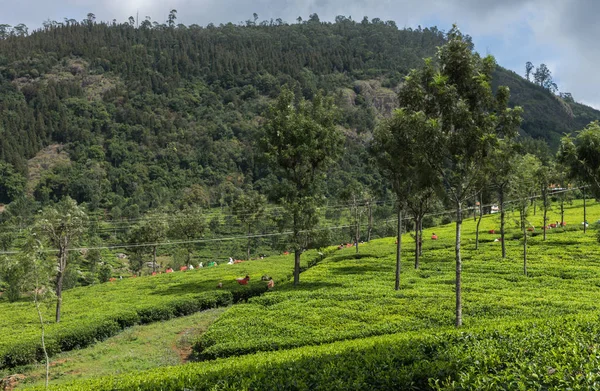 Panorama of tea plantation with pickers.