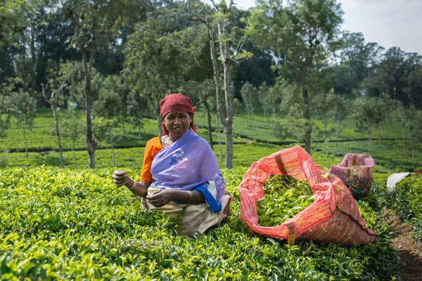 Lachende vrouw plukken thee bladeren. — Stockfoto