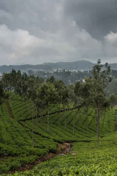 Slopes of tea plantation under rainy sky. — Stock Photo, Image