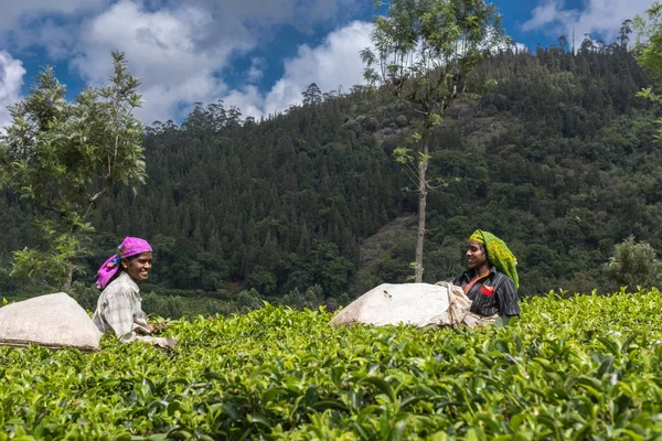 Dos mujeres recogen hojas de té . —  Fotos de Stock