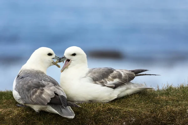 Twee meeuwen Maak een scène van de liefde. — Stockfoto