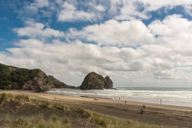 Tavşan rock ve Piha Beach plaj boyunca görüldü.