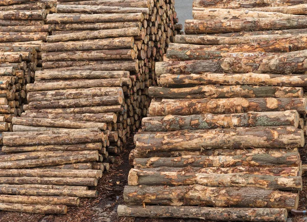 Closeup of timber piles in Napier, New Zealand.