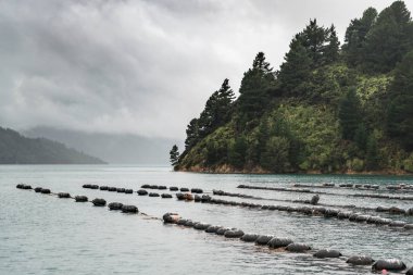 Satırları floaters midye Farm, Yeni Zelanda.