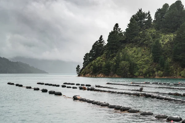 Linjer i synfältet av musselodlingen, Nya Zeeland. — Stockfoto