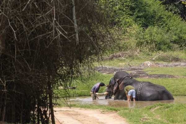 Bathing chained elephant in Bandipur, Karnataka, India. — Stock Photo, Image