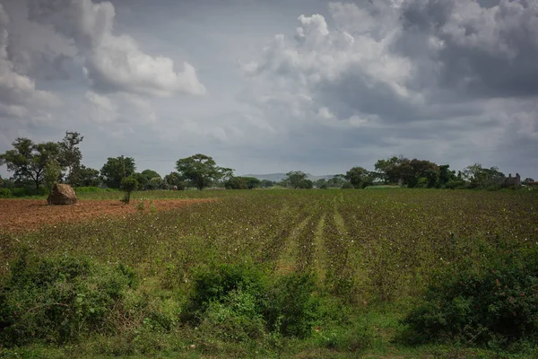 Campo de algodón bajo cielos pluviales en Karnataka del Sur, India . — Foto de Stock