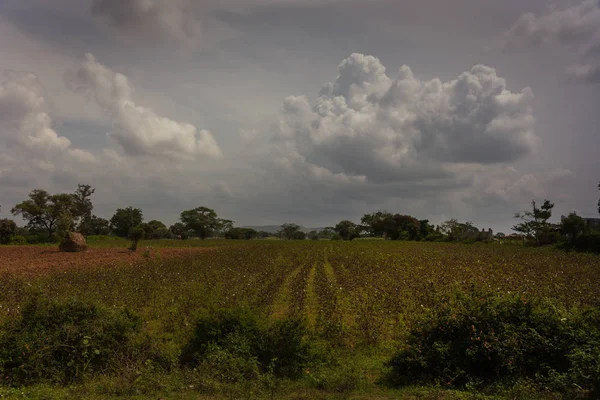 Campo de algodón bajo los cielos de tormenta de bálsamo en Karnataka del Sur, India . — Foto de Stock