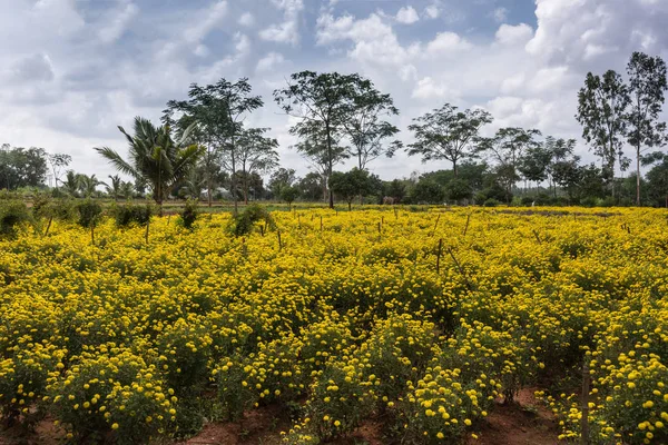 Campo de flores de caléndula amarilla en Karnataka del Sur, India . — Foto de Stock