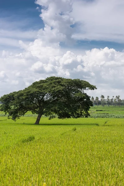 Похилі темно зелені дерева поодинці у рисовій сфері, Карнатака, Індія. — стокове фото