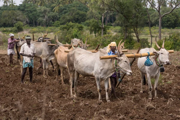 Närbild av tre buffalo par att dra plogar, Indien. — Stockfoto