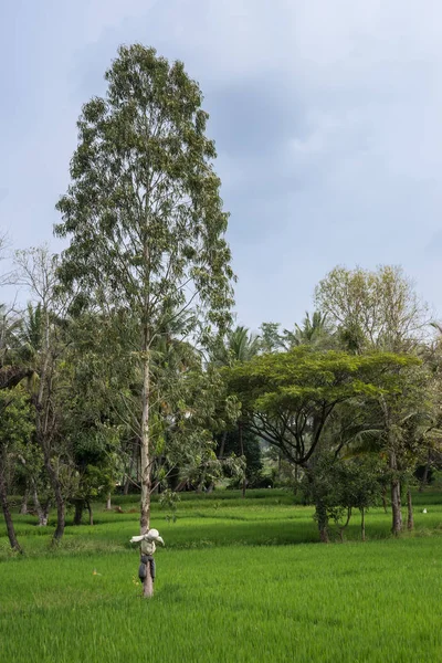 Espantapájaros unidos al árbol en arroz verde arrozal, Mysore India . — Foto de Stock