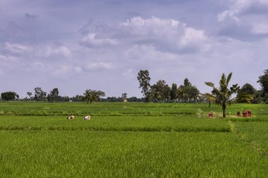 Kadınlar ot çeltik Somanathpur, Hindistan.