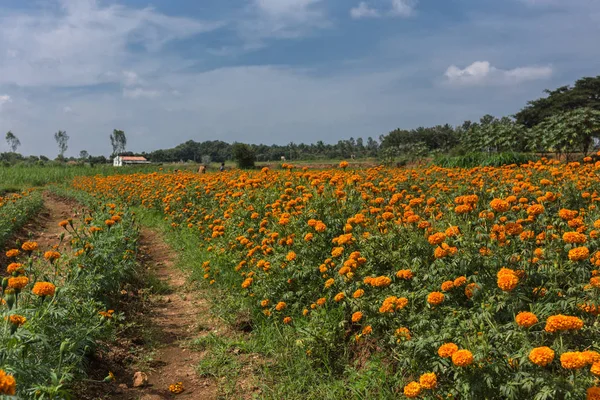 Campo de flores de caléndula en Ranganathapur, India . — Foto de Stock