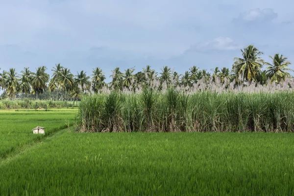 Three crops in one photo, Senapathihalli India. — Stock Photo, Image