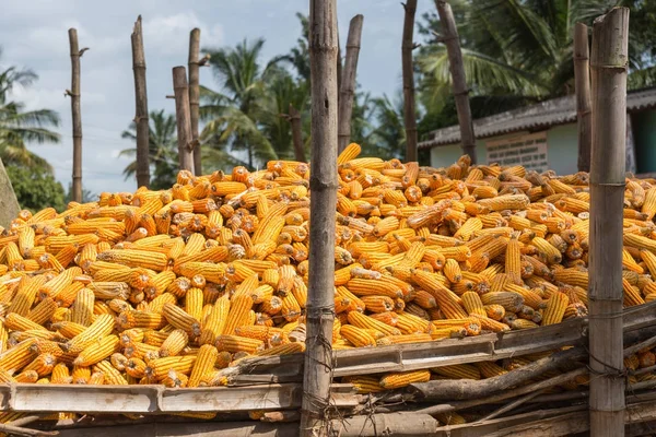 Montón de mazorcas de maíz cosechadas y peladas, Belathur, India . —  Fotos de Stock