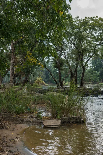 Kaveri 강에 나무와 식물의 다양성. — 스톡 사진