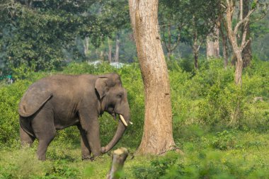 Portre, Zincirli fil Dubare fil kampında, Coorg Hindistan