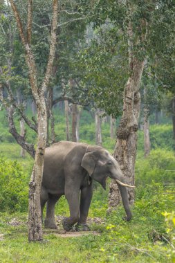 Dubare fil kampında, Coorg Hindistan zincirleme fil.