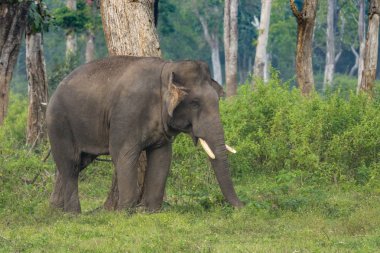 Portre, Zincirli fil Dubare fil kampında, Coorg Hindistan