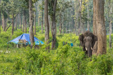 Kabile konut ve fil Dubare fil kampında, Coorg Indi