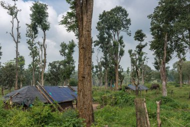 Orman konut ve fil Dubare fil kampında, Coorg Ind