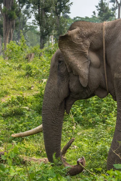 Closeup Single tusk olifant in Dubare olifant kamp, Coorg Indi — Stockfoto
