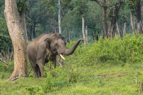 Chained elephant trunk up in Dubare Elephant Camp, Coorg India. — Stock Photo, Image