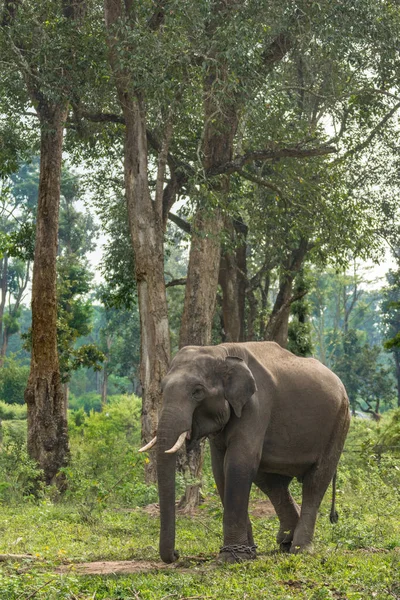 Geketende olifant in Dubare olifant kamp, Coorg India. — Stockfoto