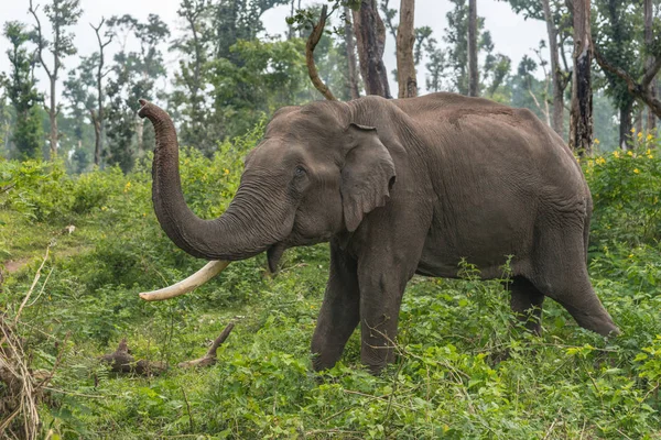 Full body closeup elephant in Dubare Elephant Camp, Coorg India.