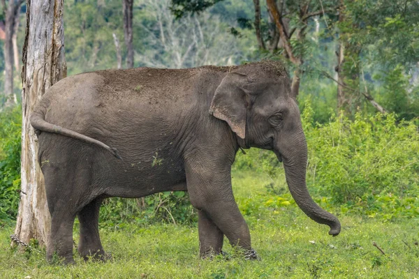 Full body closeup elephant in Dubare Elephant Camp, Coorg India. — Stock Photo, Image