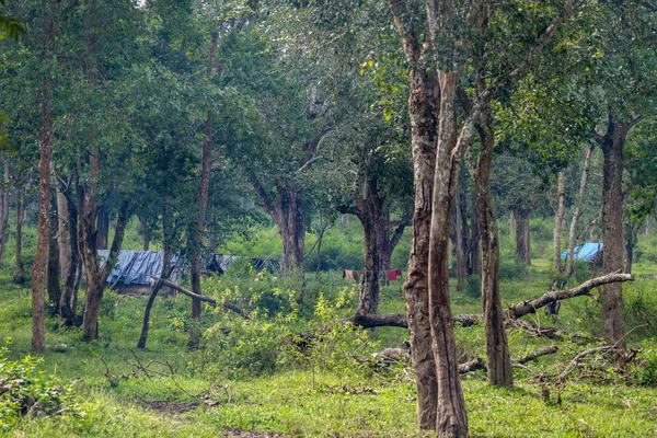 Κατοικημένα σπίτια σε κατασκήνωση ελεφάντων, Coorg Ινδία. — Φωτογραφία Αρχείου