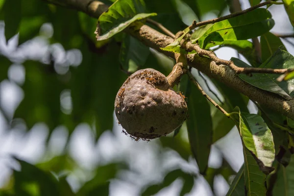 红色火蚂蚁在巢在咖啡 plantatoin, Coorg 印度. — 图库照片