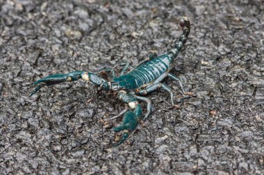 Büyük siyah İmparator Akrep Madikeri Hindistan.
