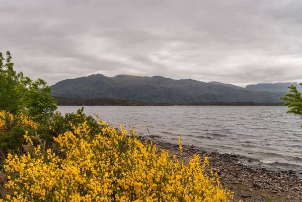 Loch Marlee en gele bezem bloemen, Sw Highlands Schotland. — Stockfoto