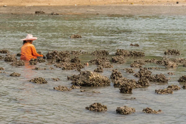 Man harvest oysters, Ko Samui Island, Thailand. — Stock Photo, Image