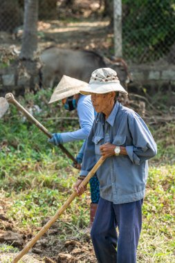 Nha Trang, Vietnam 'da çayırda çapalı yaşlı çiftçinin yakın çekimi..