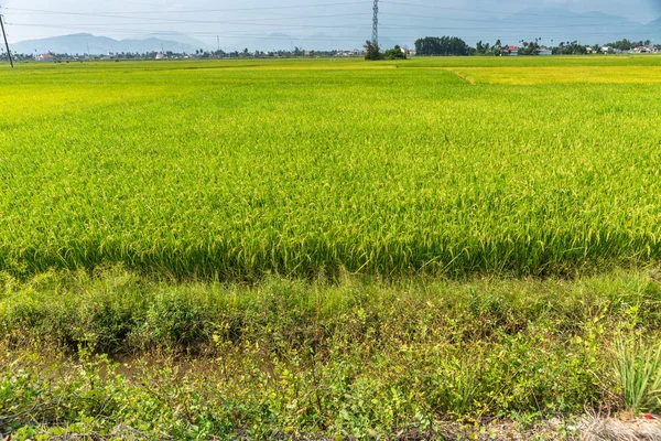 Розташування рисового поля в Нха Тран, В "єтнам. — стокове фото