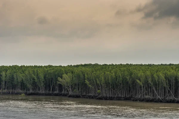 긴 타우 강을 따라 뻗어 있는 델타 정글 해안선, 티 엥 리 엥 , vietn — 스톡 사진