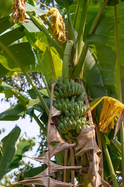 Bananenbaum mit grünen Trauben bei mr. kiet historisches haus, cai — Stockfoto
