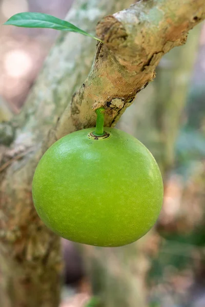 Gros plan de pomme étoile verte à la maison historique de M. Kiet, Cai Be , — Photo