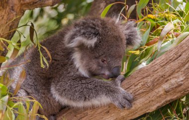 Koala Ayısı Avustralya, Melbourne 'da ağaca tırmanıyor..