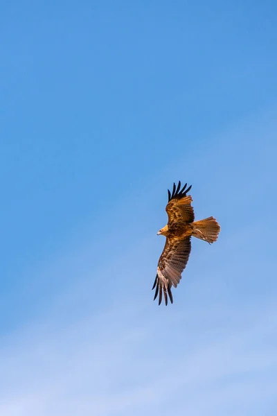 Wedge-tailed eagle in flight in Melbourne, Australia. — Stock fotografie