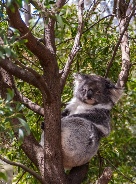 Koala Bear in tree at Healesville Sanctuary, Melbourne, Australi