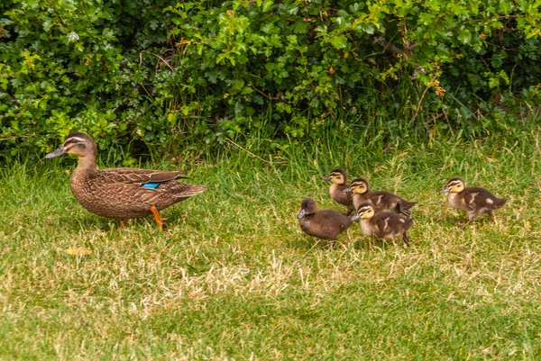 Mother duck with five chicks in Richmond, Tasmania, Australia. — Stock Photo, Image