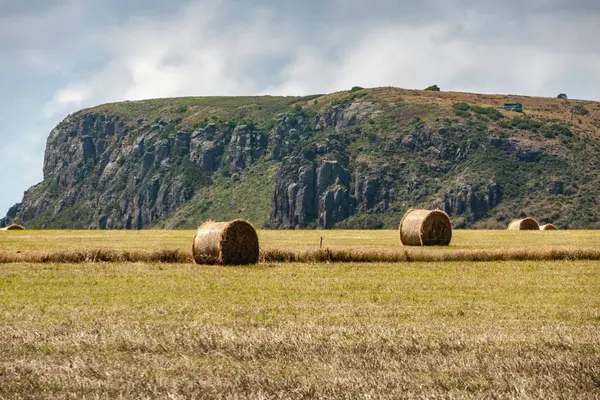 Närbild av The Nut bakom höfältet i Stanley, Tasmanien, Austra — Stockfoto