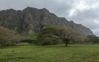 Landscape with Koa tree and mountain cliffs near Kualoa Ranch, O