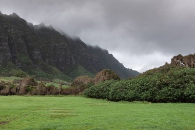 Tree belt traverses Kualoa valley , Oahu, Hawaii, USA.