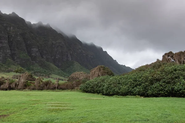 Tree belt traverses Kualoa valley , Oahu, Hawaii, USA.